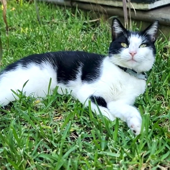 Toot DSH lost 31 march
